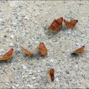 눈꽃마을펜션 이미지