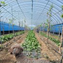 다감농장 이미지