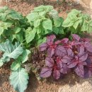 감당농장 이미지