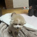 샤샤살롱 지제동삭점 이미지