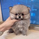 드림독 | 강아지 분양, 입양은 &lt;드림독&gt; 상담 후기!!!