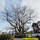 티에스바리스타당산나무 | TS 바리스타 2호점 실버 카페 당산 나무 추천 통영 시니어 클럽 경제활동 사업 내돈 내산 솔직 방문 후기