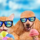 어울림 동물병원 이미지