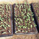 황금빛농장 이미지