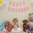 댓츠댕댕스쿨 이미지