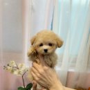 라네쥬 독(Laneige.dog) 이미지