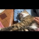 캣스토리 | [동원 뉴트리플랜] 고양이 영양 간식 캣 야미스토리 후기 (Feat.주체 못하는 냥이)
