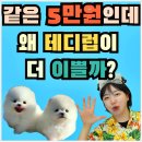인천강아지분양 테디럽 | 인천강아지무료분양 테디럽 애견분양