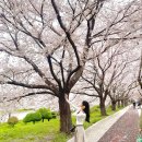 GS25 괘법공원점 | 부산 봄나들이 삼락생태공원 맥도생태공원 낙동강 벚꽃터널 코스 개화시기 2026