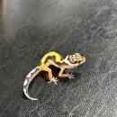 더렙컴퍼니