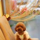 엘리펫 살롱 이미지