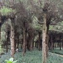 아가페 | 익산 아가페 정원 정보 (주차, 카페, 화장실,추천 후기)
