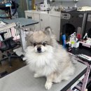 야옹아 멍멍해봐(봉명동) 이미지