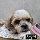 순둥순둥 Daum카페