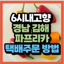 고향농장 | KBS 6시 내고향 경남 김해 스마트팜 파프리카 버니앤포니 농장(+위치 택배주문바로가기)