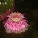 온다몰