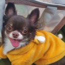 닥터펫 플러스 동물병원 이미지