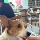 멍멍스타 이미지