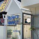 옐로우송버드 이미지