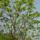 가중나무(저근백피, 가죽나무) 이미지