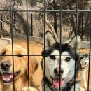 댄싱도그 이미지