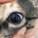 아리 동물병원 이미지