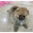 An's 명품펫 애견백화점 이미지