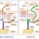 소변검사 케톤 정상 수치 양성 식단 단점 이미지