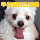 펫미장원 공감 이미지