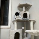 에이스 캣 이미지