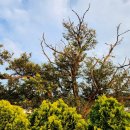 용인별바라기 이미지