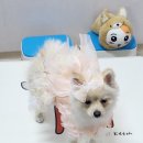 퍼피야미 이미지