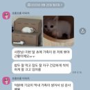 미오미오 고양이분양 이미지