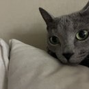 하잉