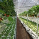 화악농장 이미지