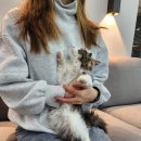 마포고양이도레미캣 이미지