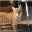 달래캐터리 이미지