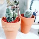 정읍카페, 정읍산림조합 티숨 teasu:m