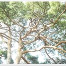 큰까치수영 이미지