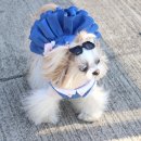 맘마미아 독 이미지