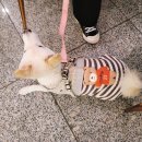 박촌강아지 이미지