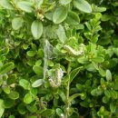 조경-소나무 진딧물과 회양목 명나방 애벌레 이미지