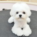 늘, 빛나개 이미지