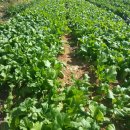 돌산농장 이미지