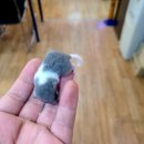 미니펫스토리 이미지