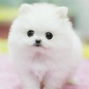 룰루랄라 이미지