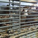 양천농장 이미지