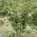 원산농장 이미지