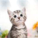 도로시캐터리 | 경북 고양이 캐터리 이런 일상이 얼마나 따뜻하고 소중한지