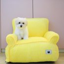 달링하이울산 이미지